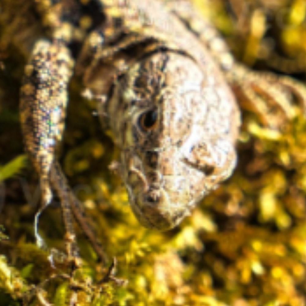 Moss 