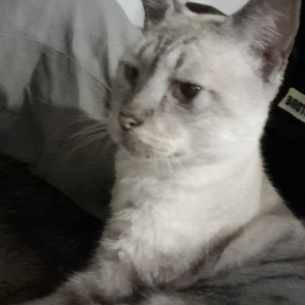 mika