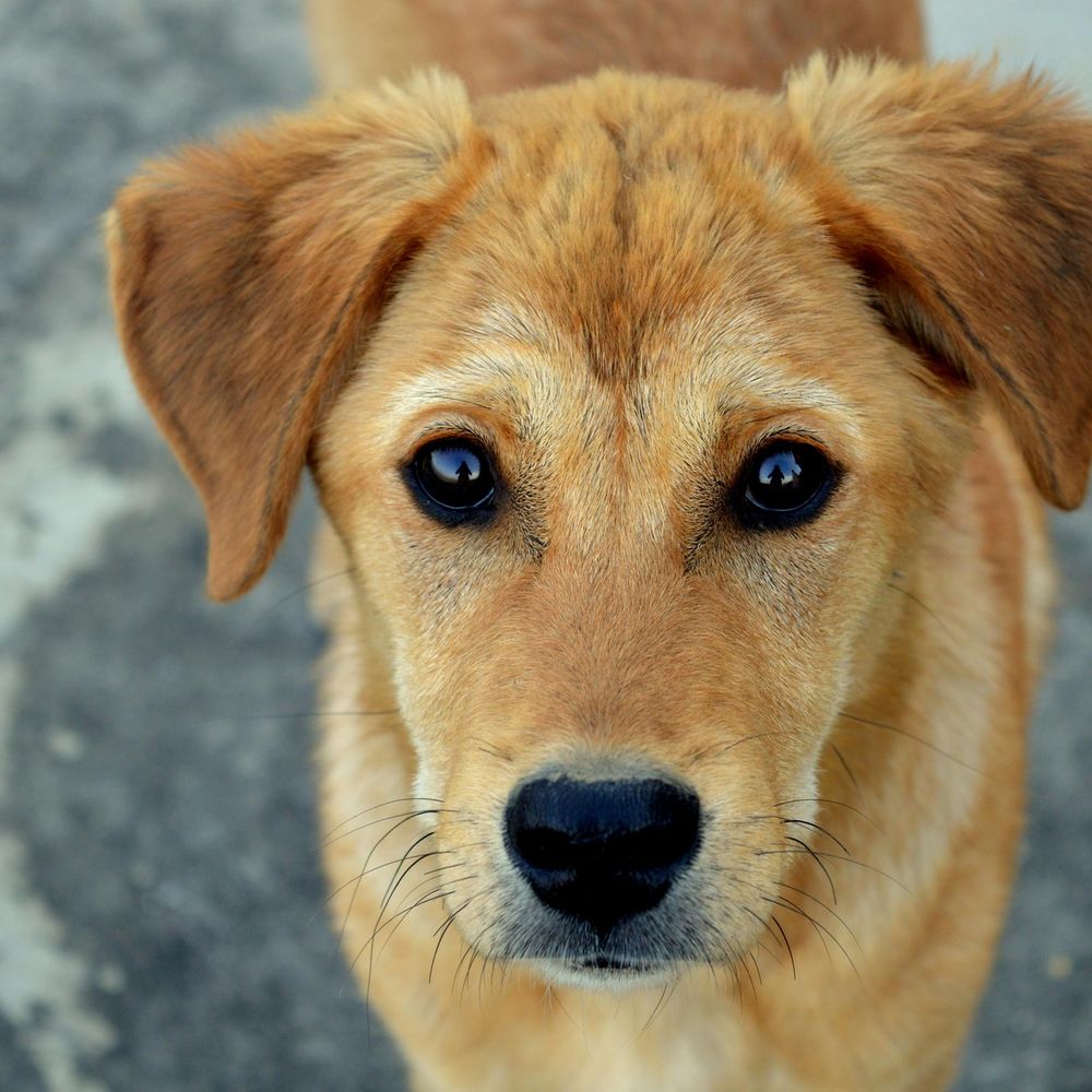 Dogs UK