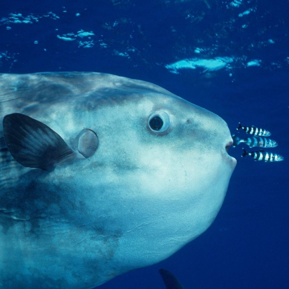 strange fish
