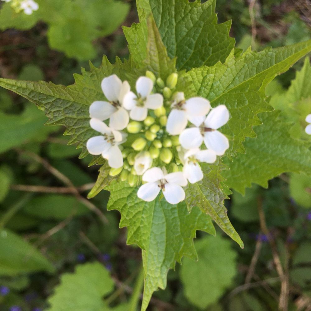 Underfoot botanist 