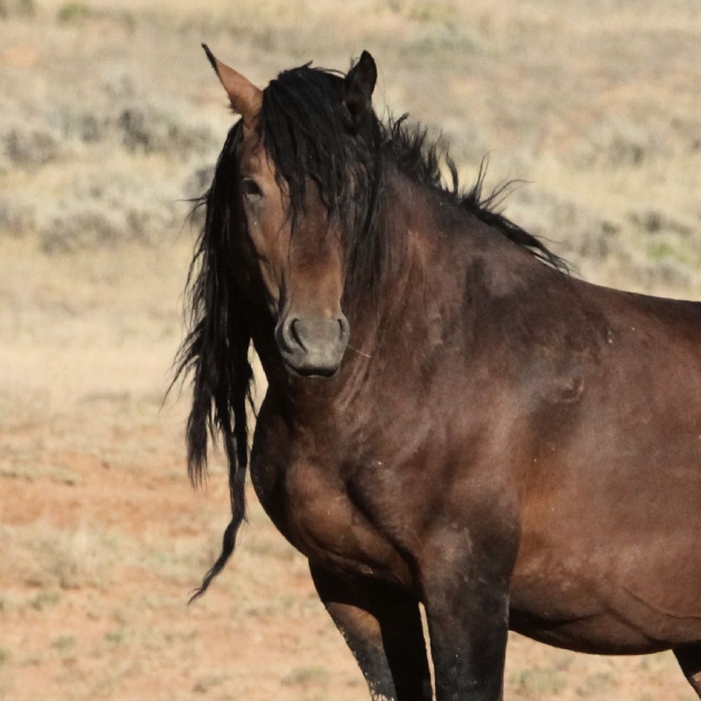 Save Our Wild Horses