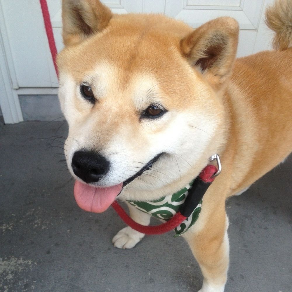 ぺぷ