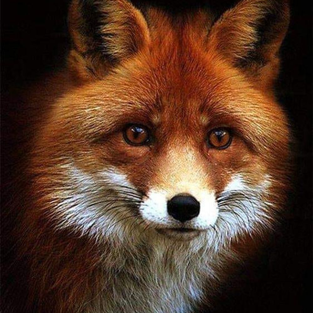 tabs41.bsky.social profile picture