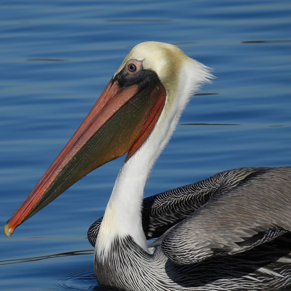 Brown Pelican