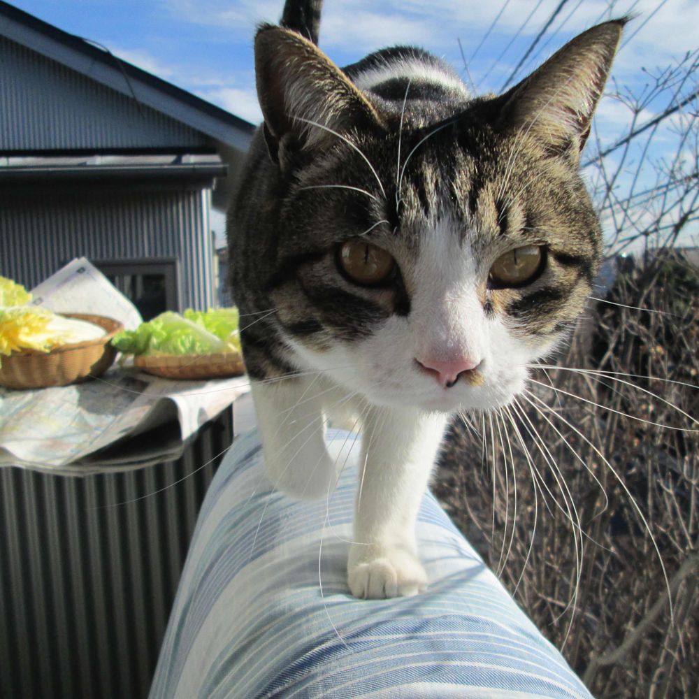 桶屋　猫之介