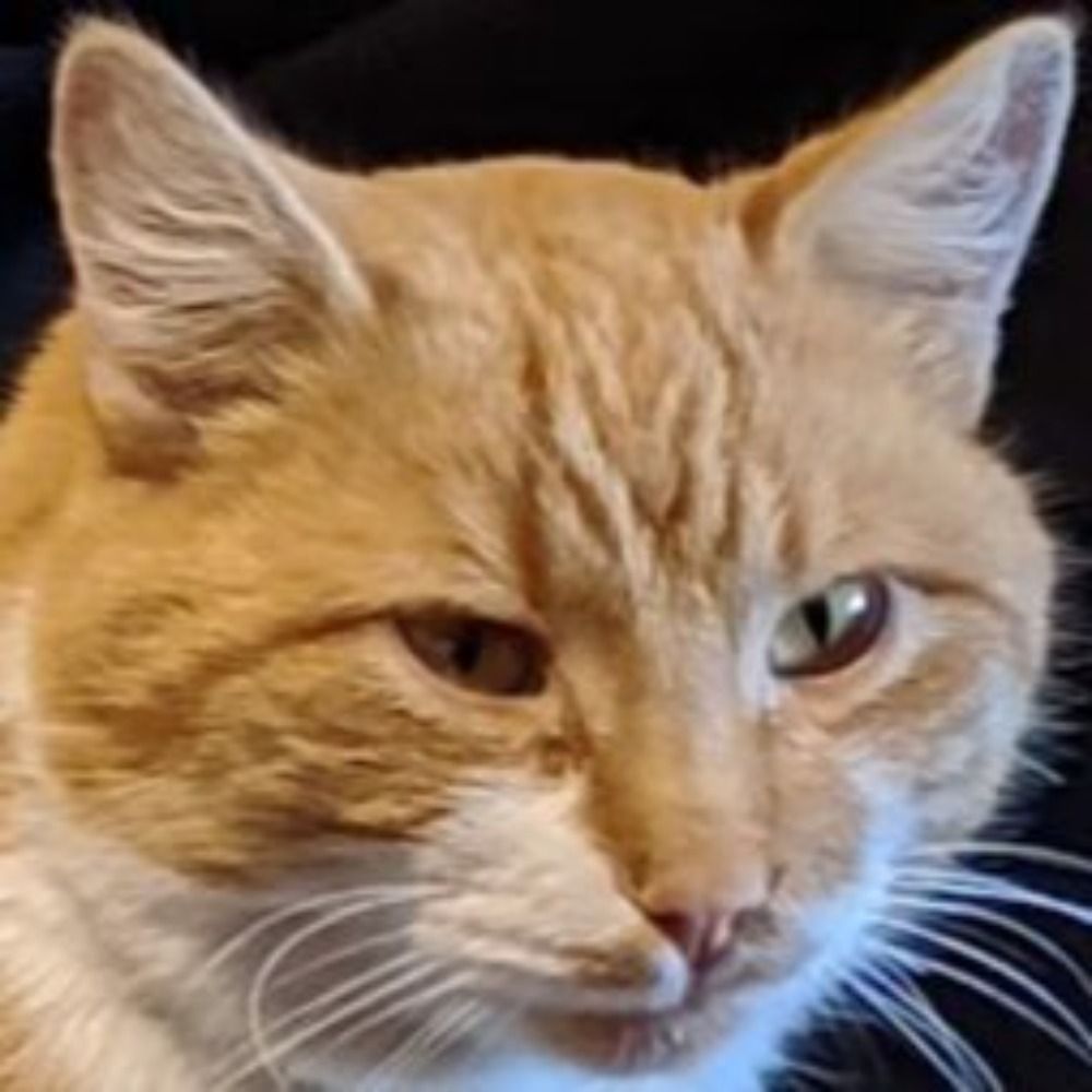  Собака дика