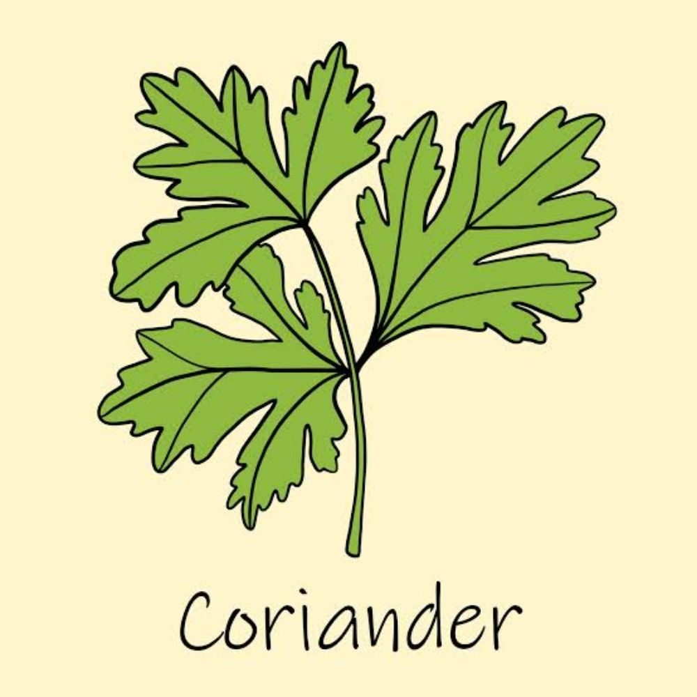 Coriander