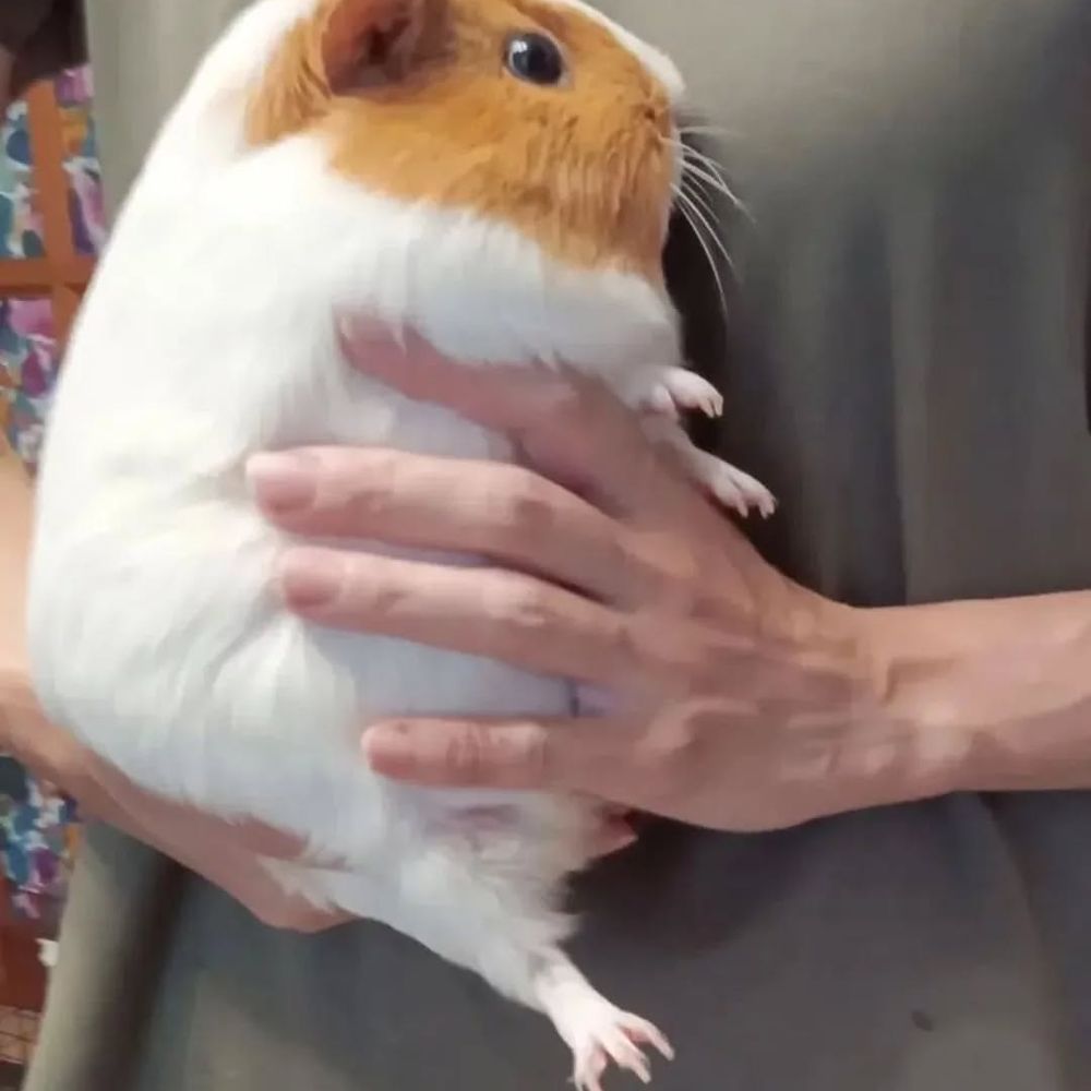 감히