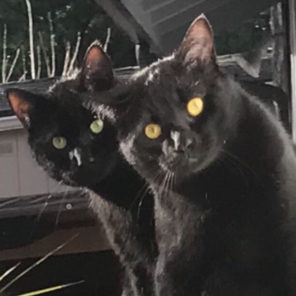 Boots and Binx:  bonded bros