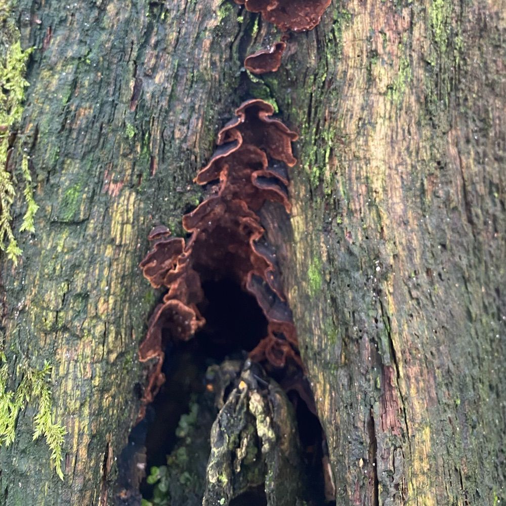 voyria