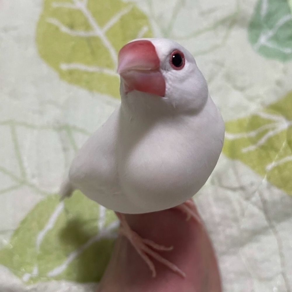 シロブン