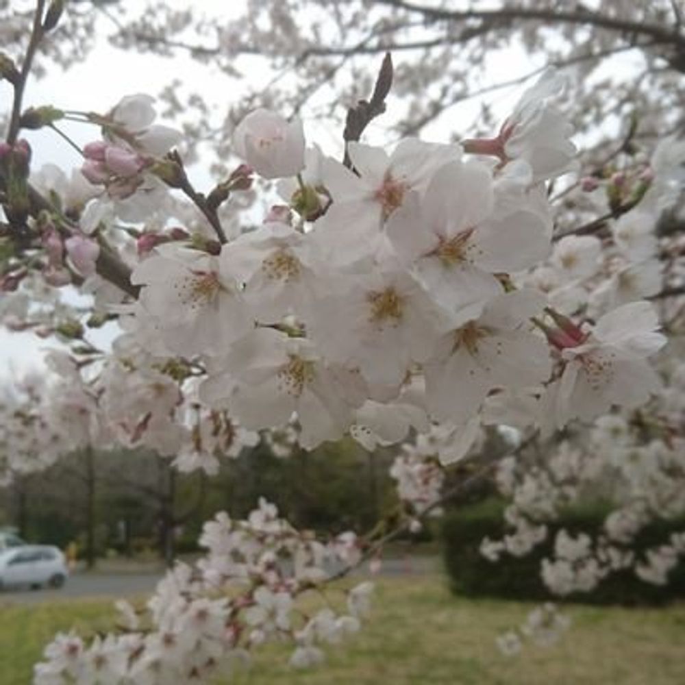 紫陽花(あじさい)
