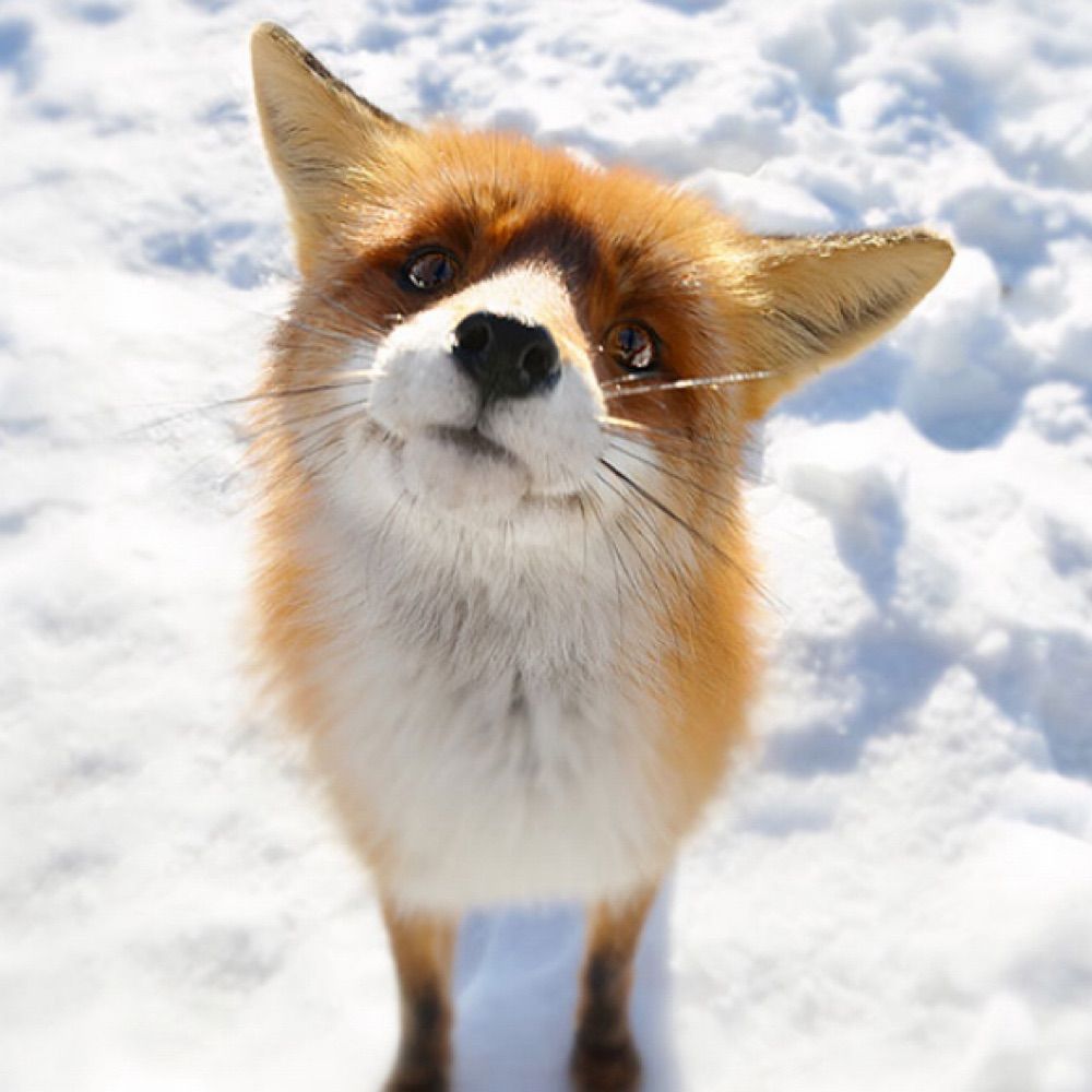 Kit