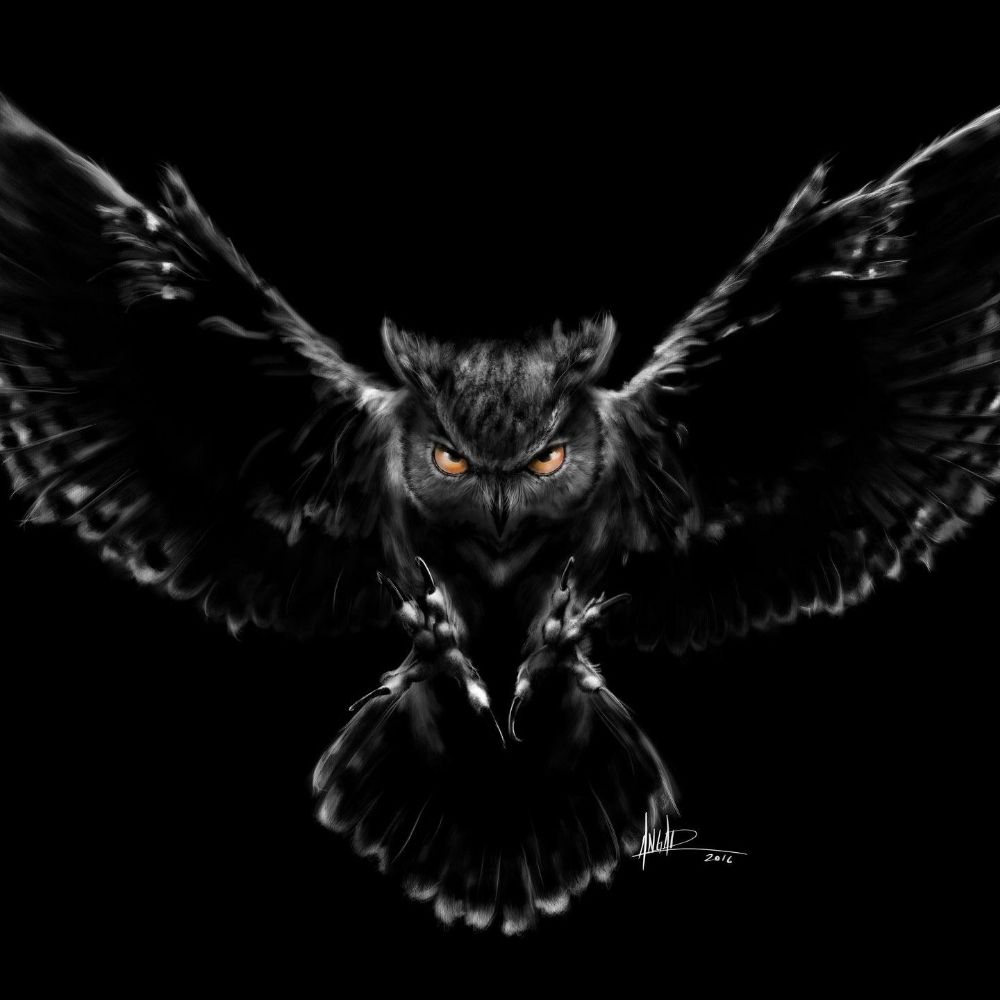 Owl in the Dark