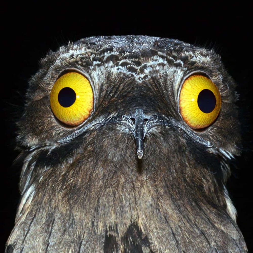 panickedbird
