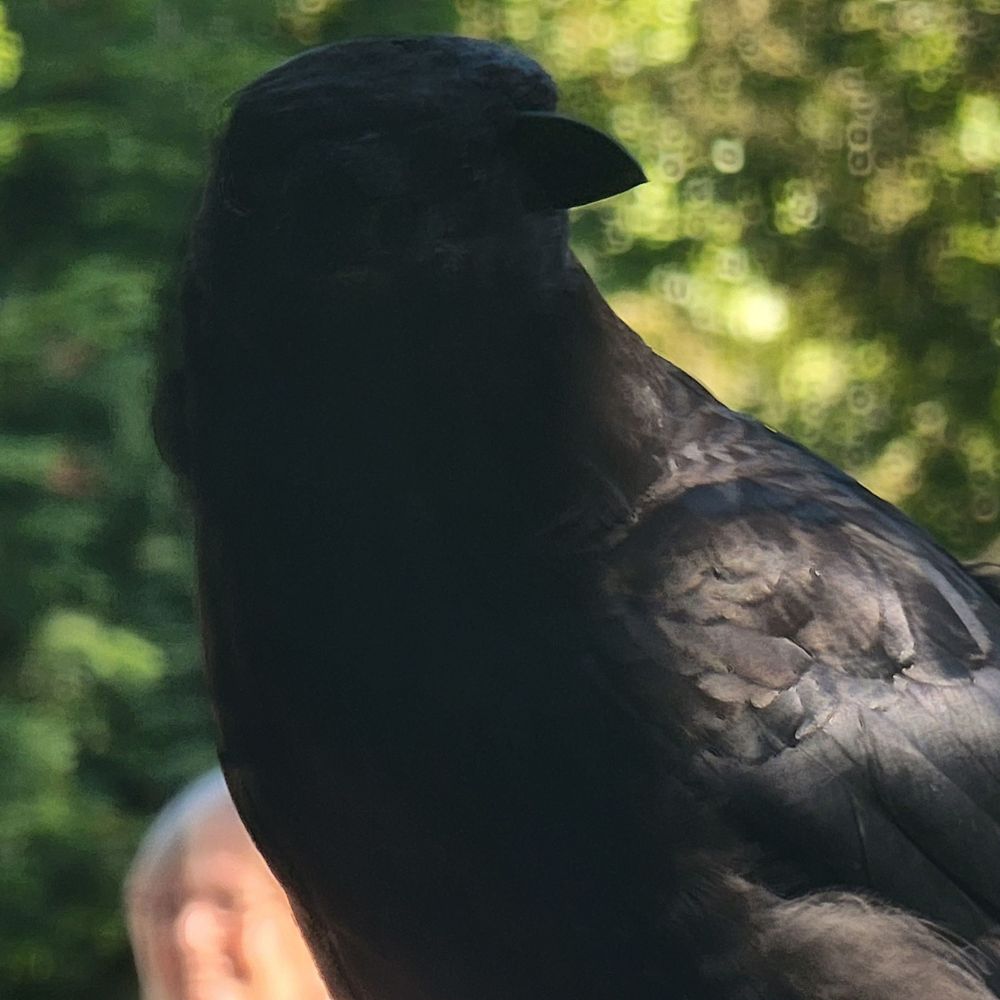 Mistø