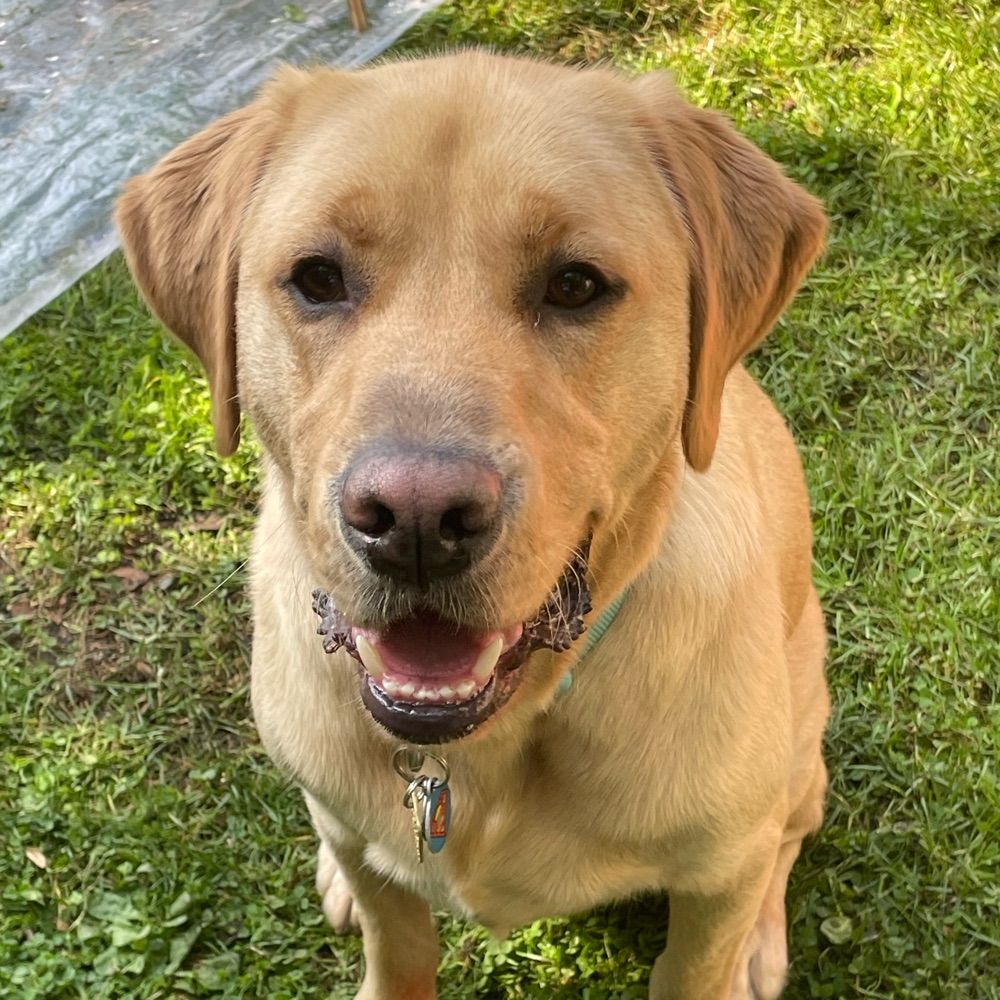 Guide Dog Ernie
