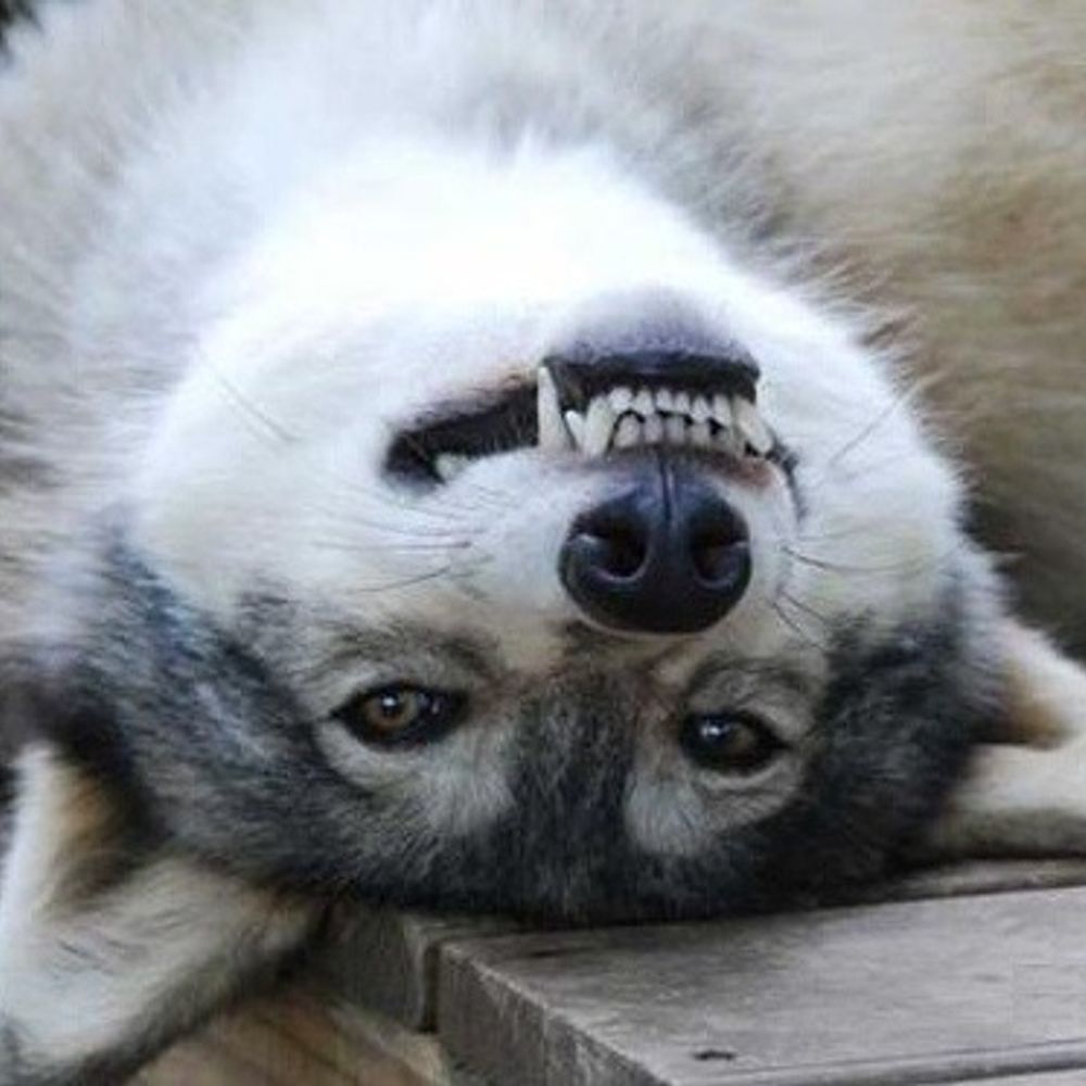wolf j kimblebee