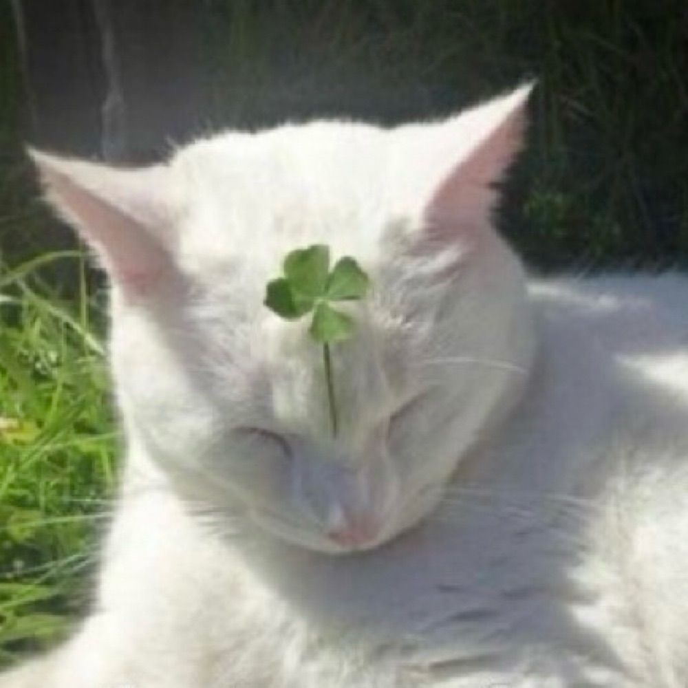 🕊️