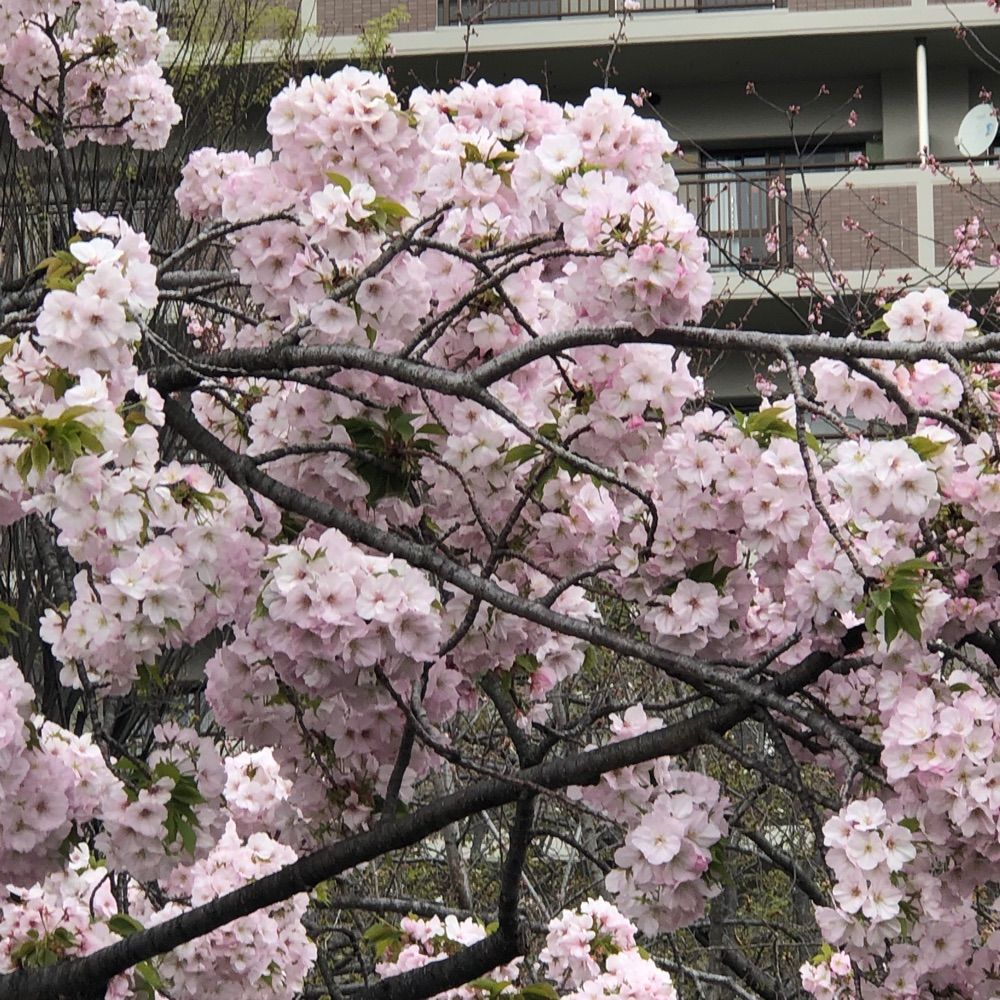 春が好き