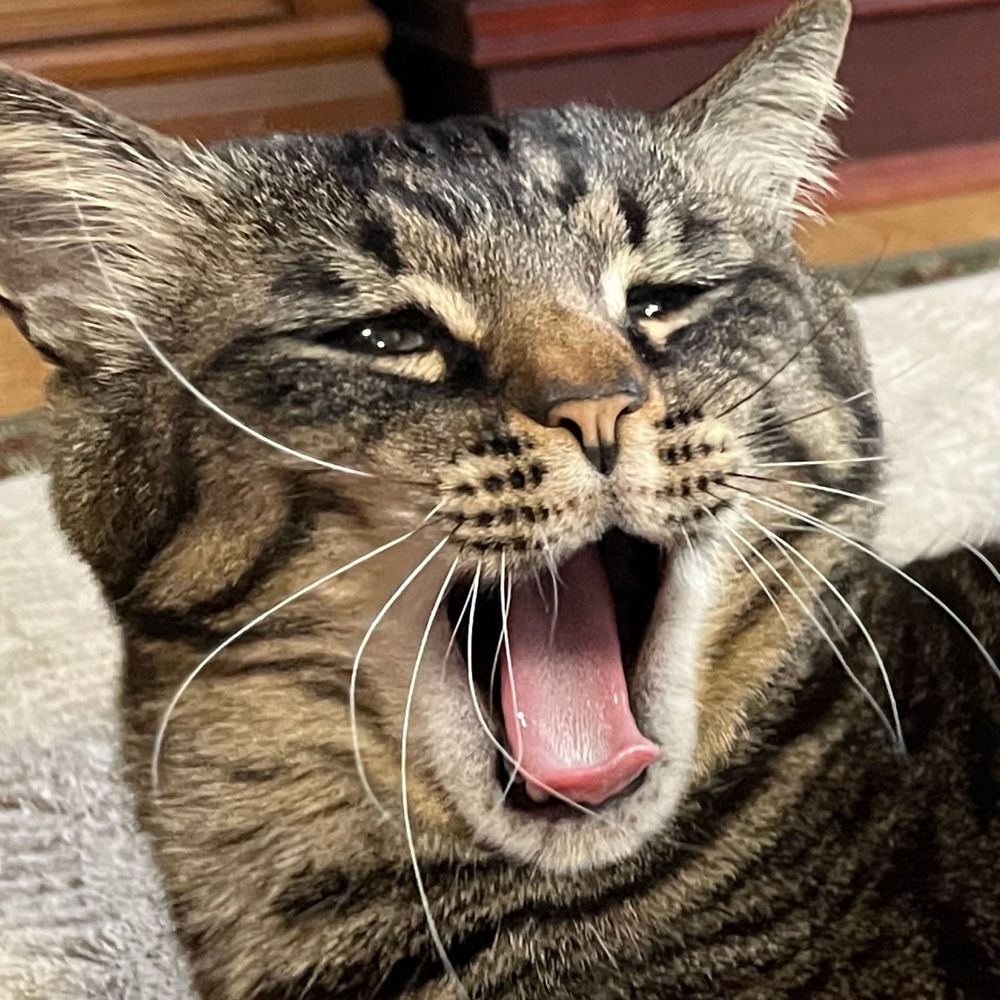 しんたろは猫の敷布団