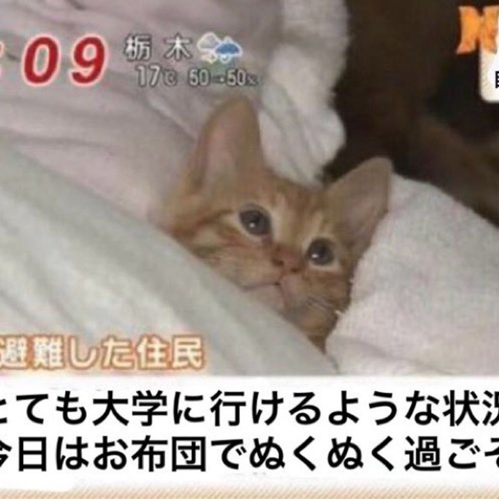 灰原