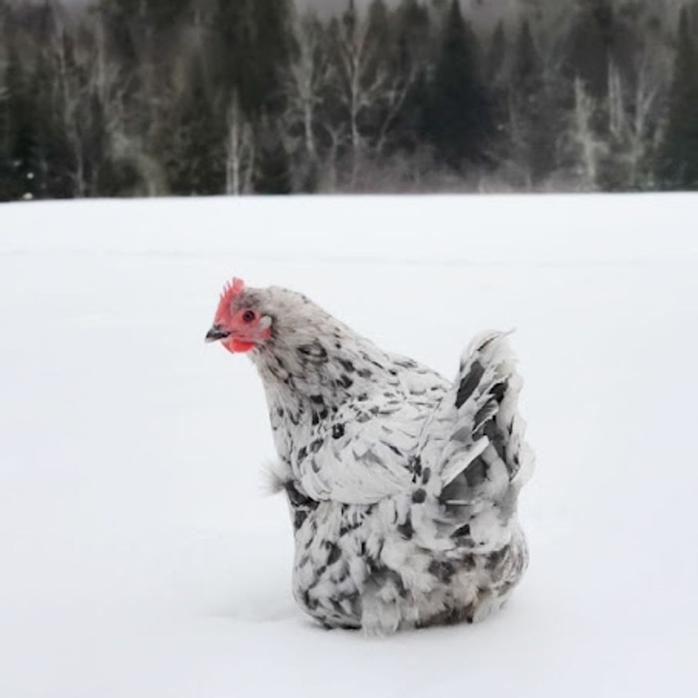 IceRoadClucker