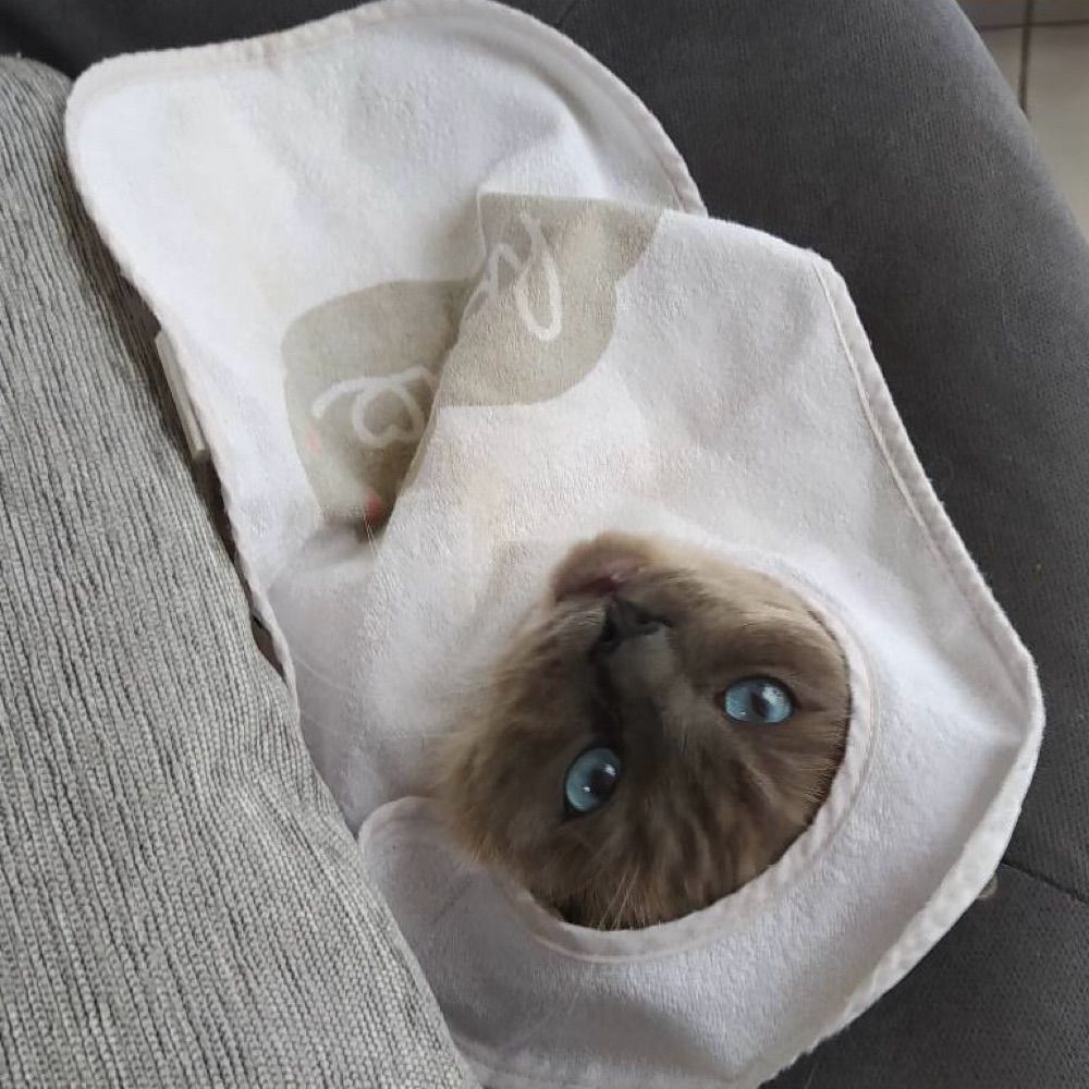 Shugotekitten