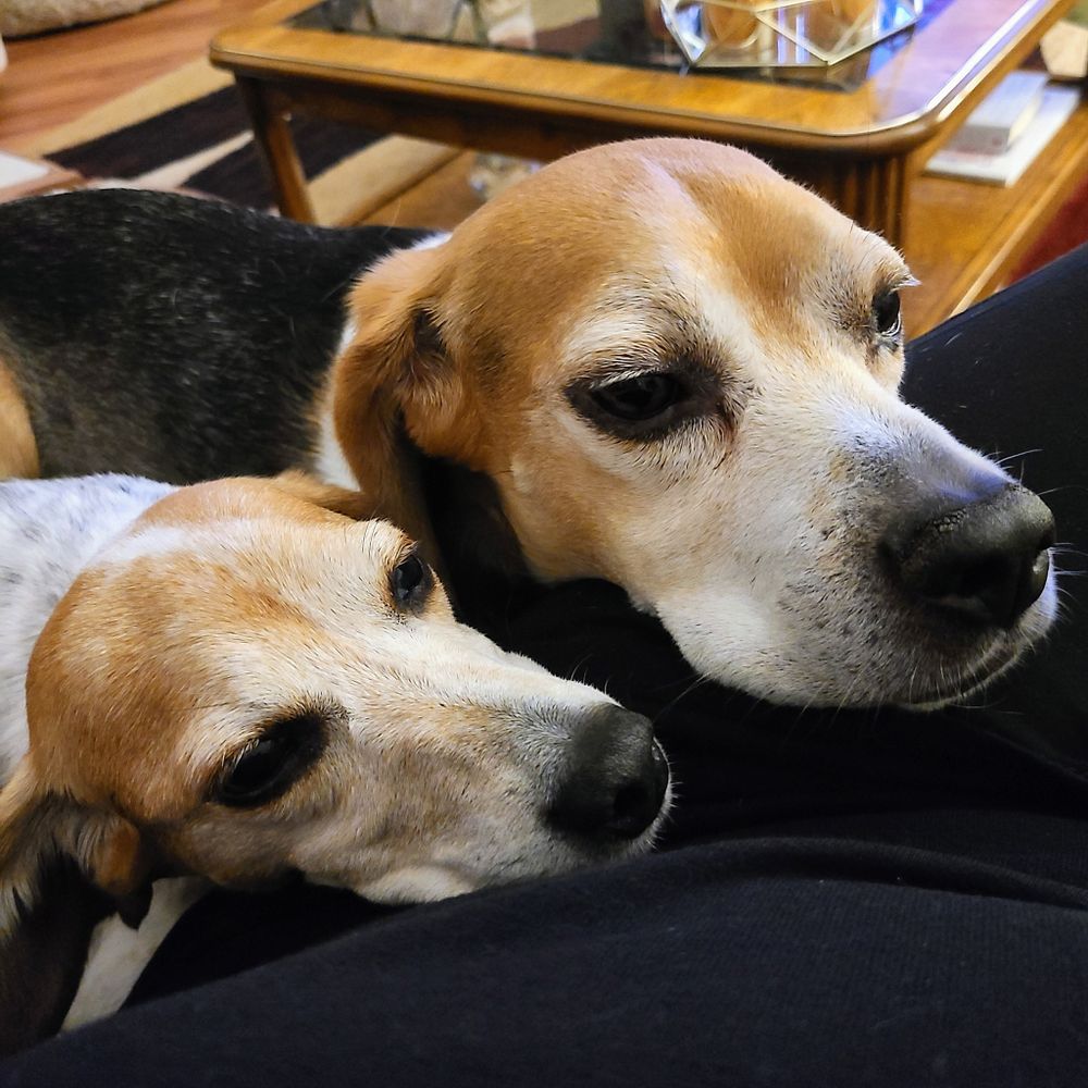 Beagleholic/Susie Solo