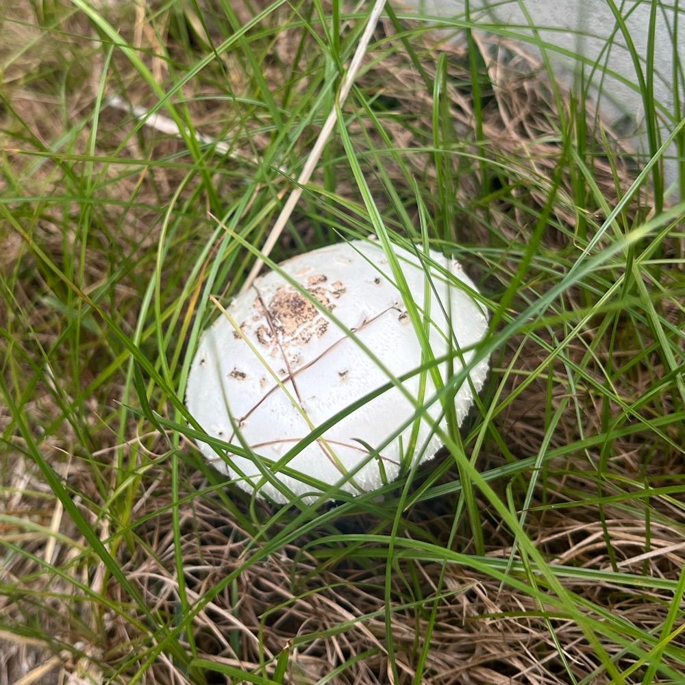 長月ちも