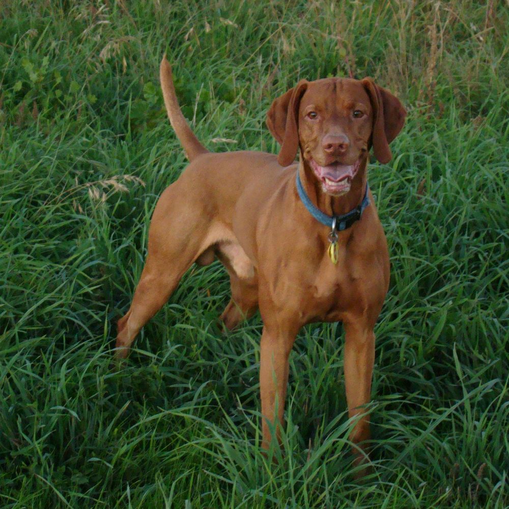Vintage Vizslas