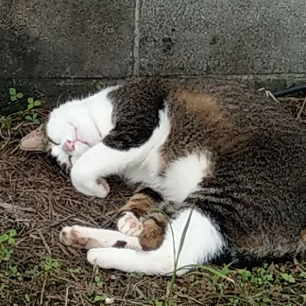 猫好き(ΦωΦ)