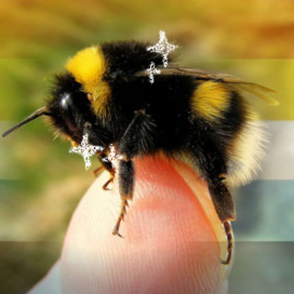 bee 🐝₊˚⊹｡.