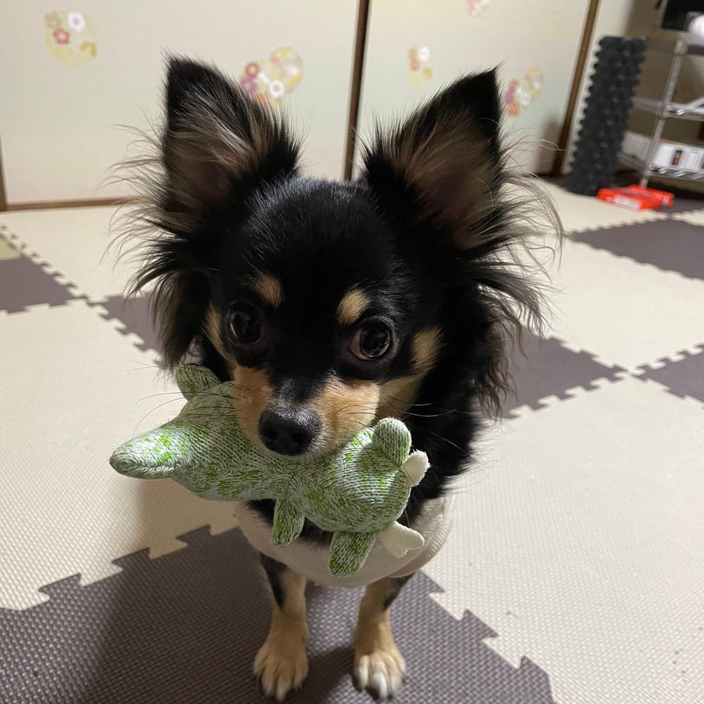 かずら