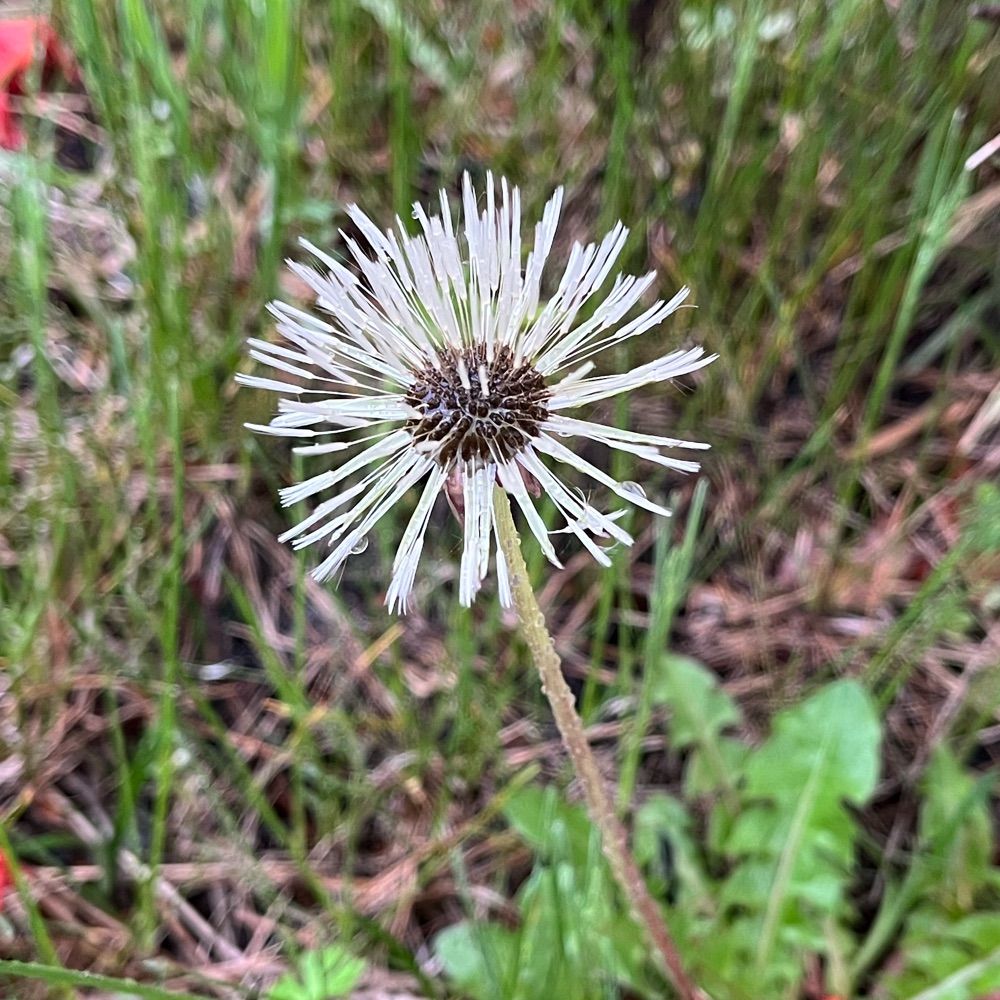 ムュ田