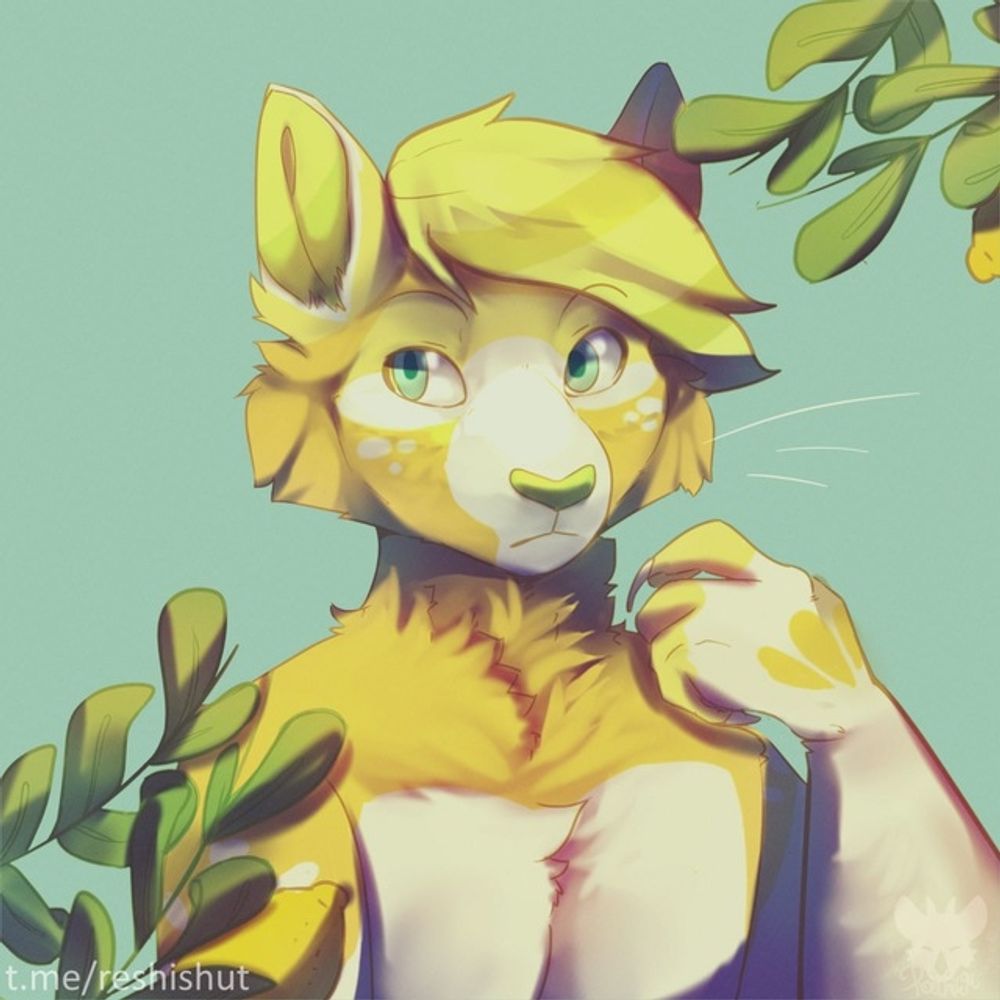 😺🍋🇨🇴 gato limón mandarino