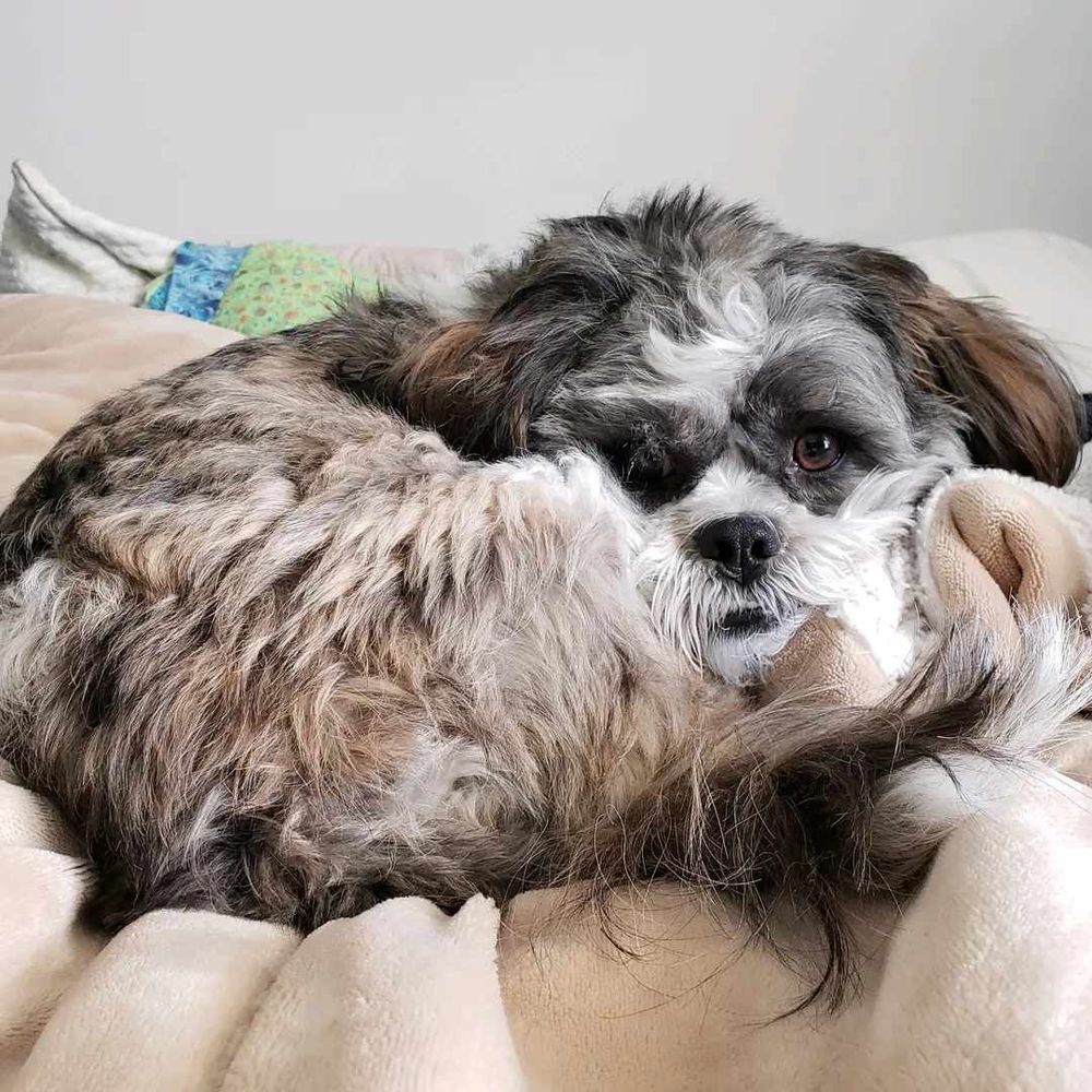 Chewie