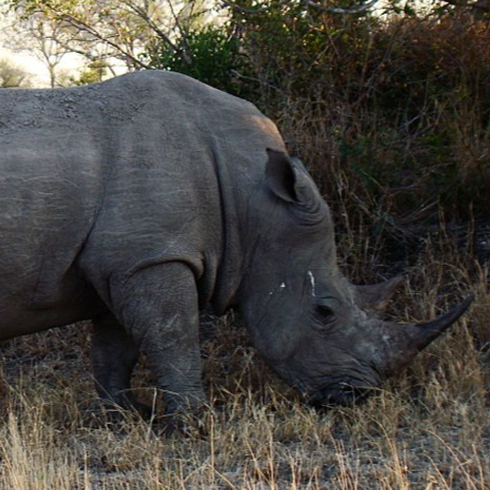 Mike The Rhino