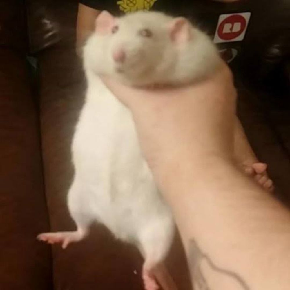 MrJosh