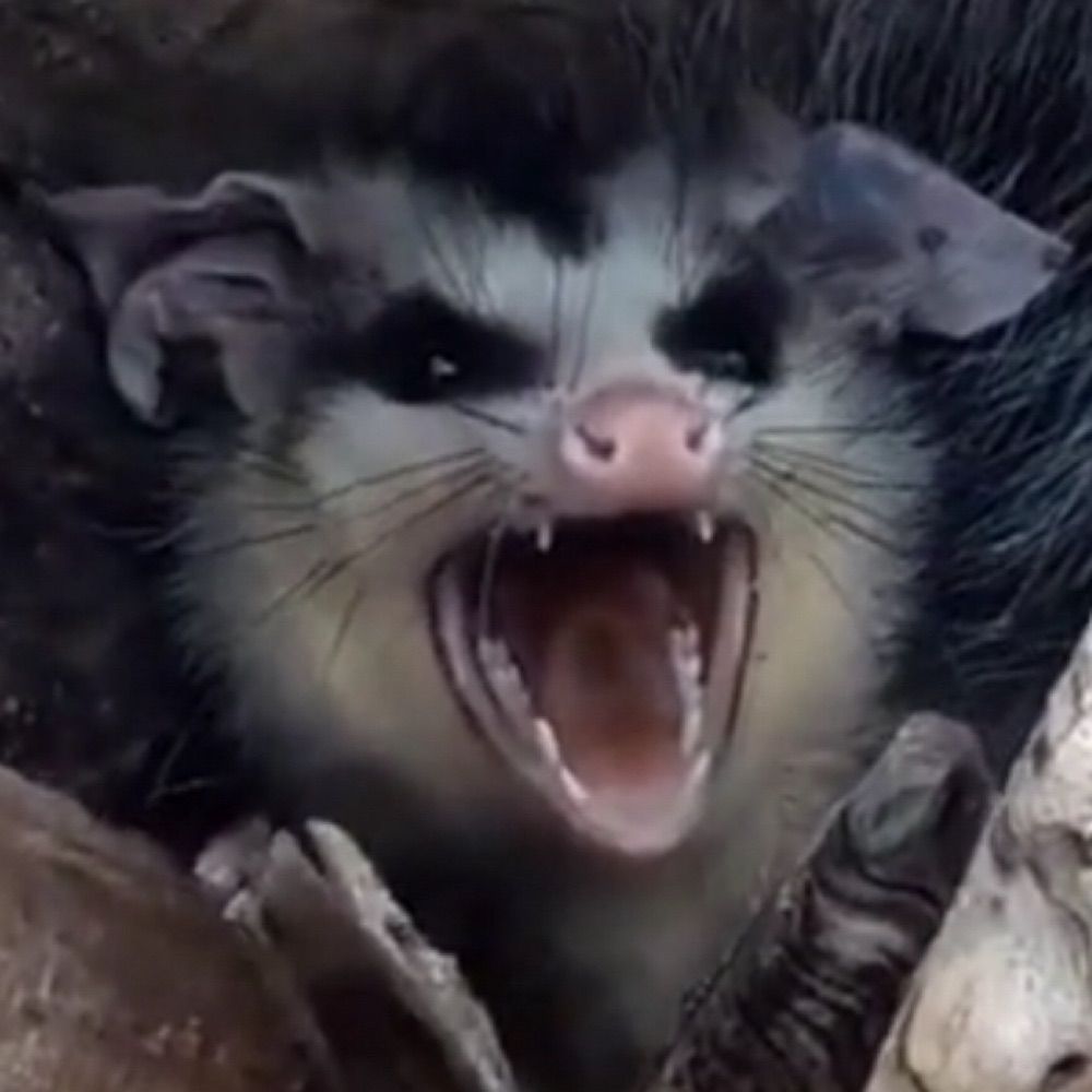 Marsupial Emo Sul-Mato-Grossense
