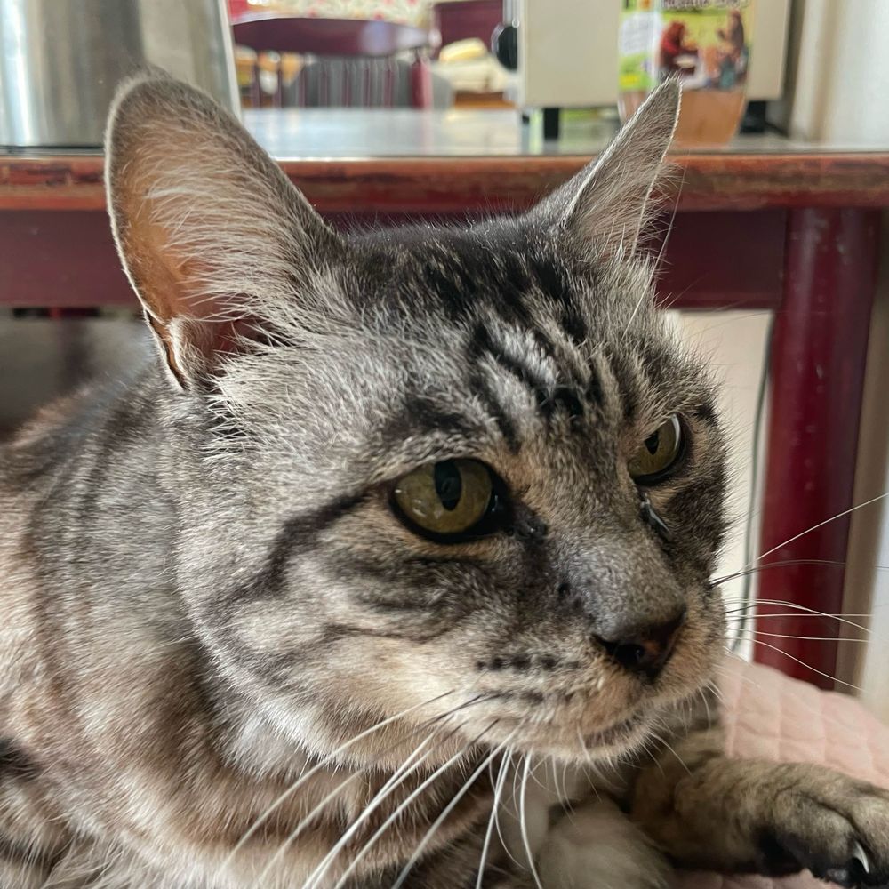 シュート