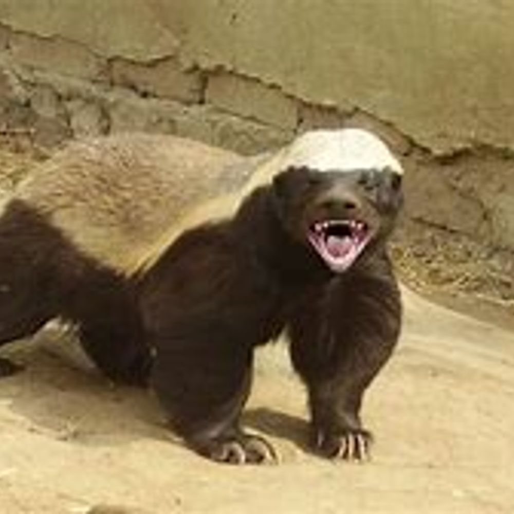 Honey Badger