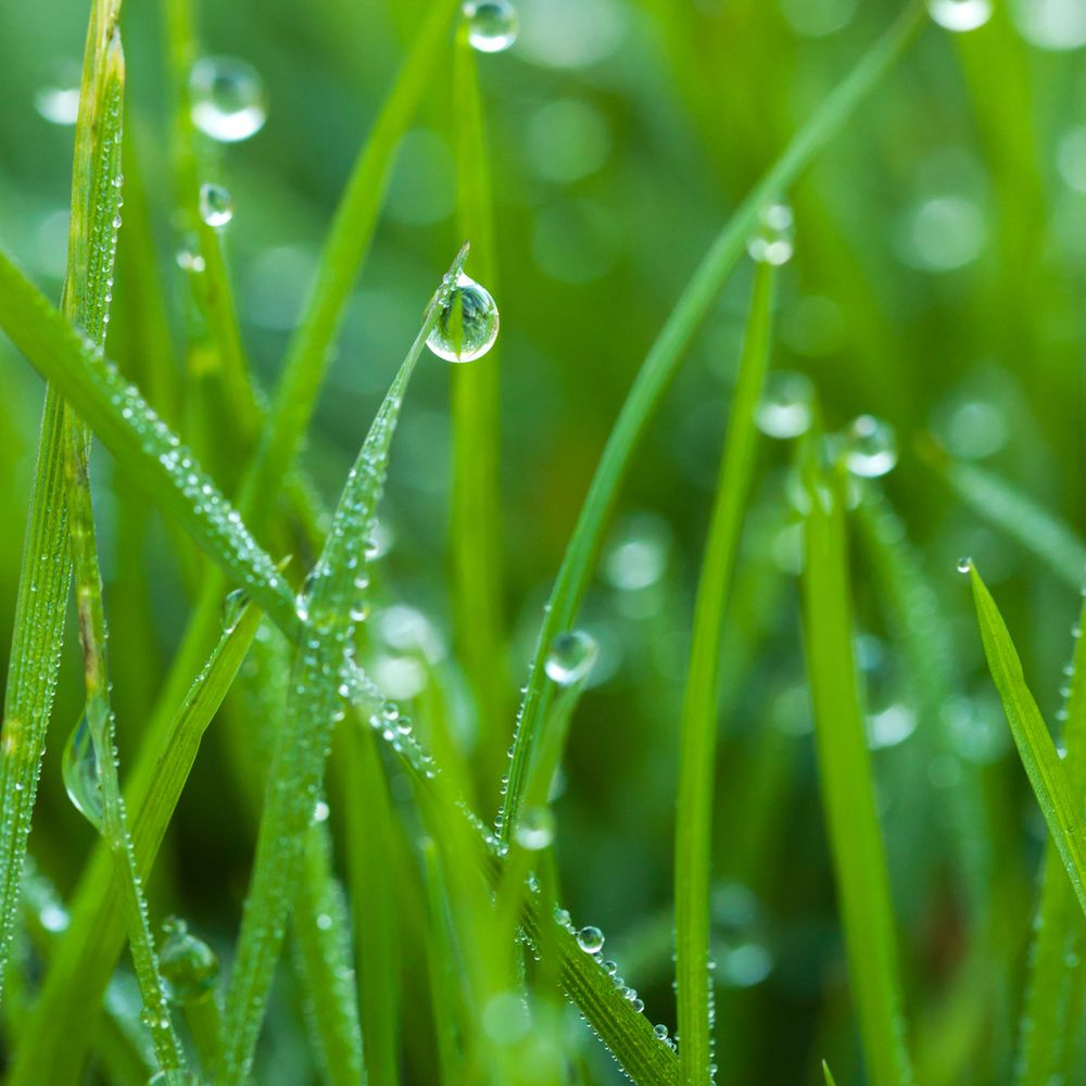 Dew