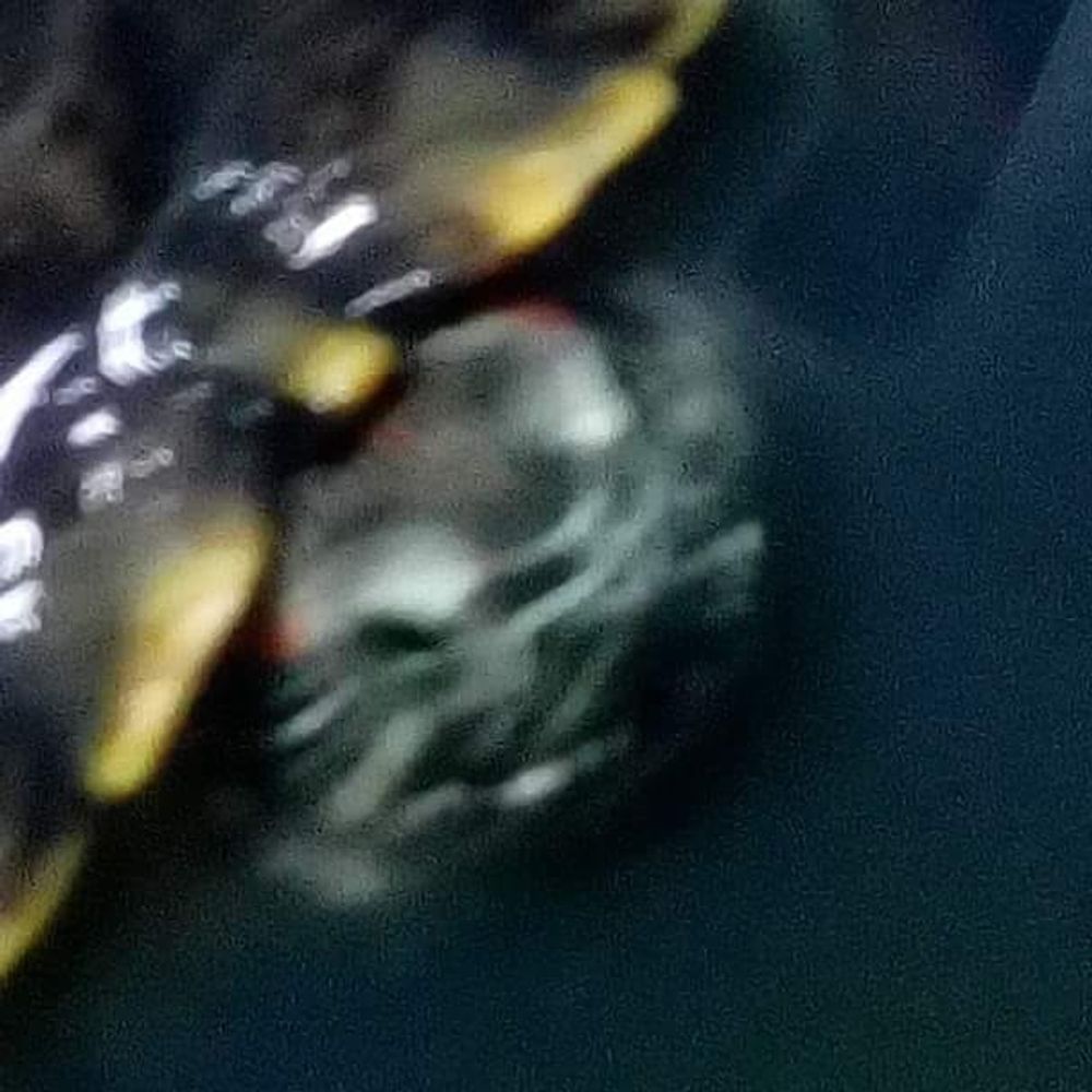 SaladSneky