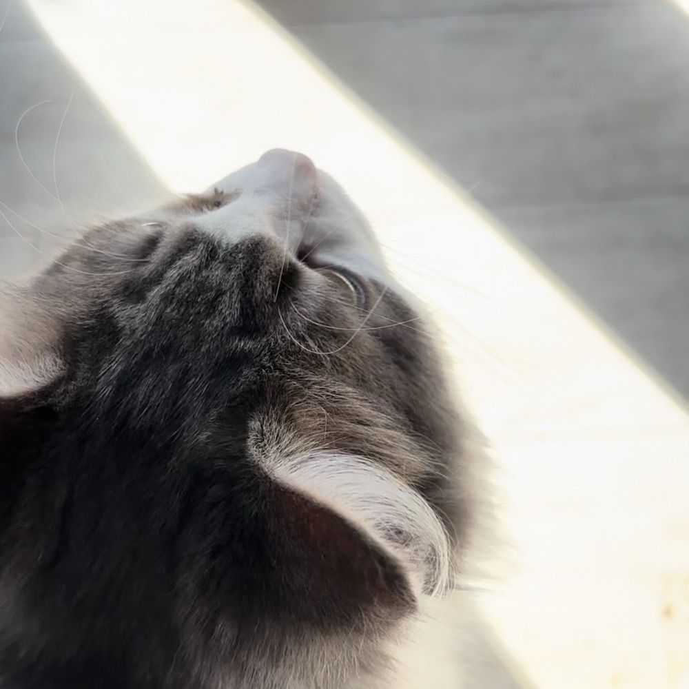 zZZ