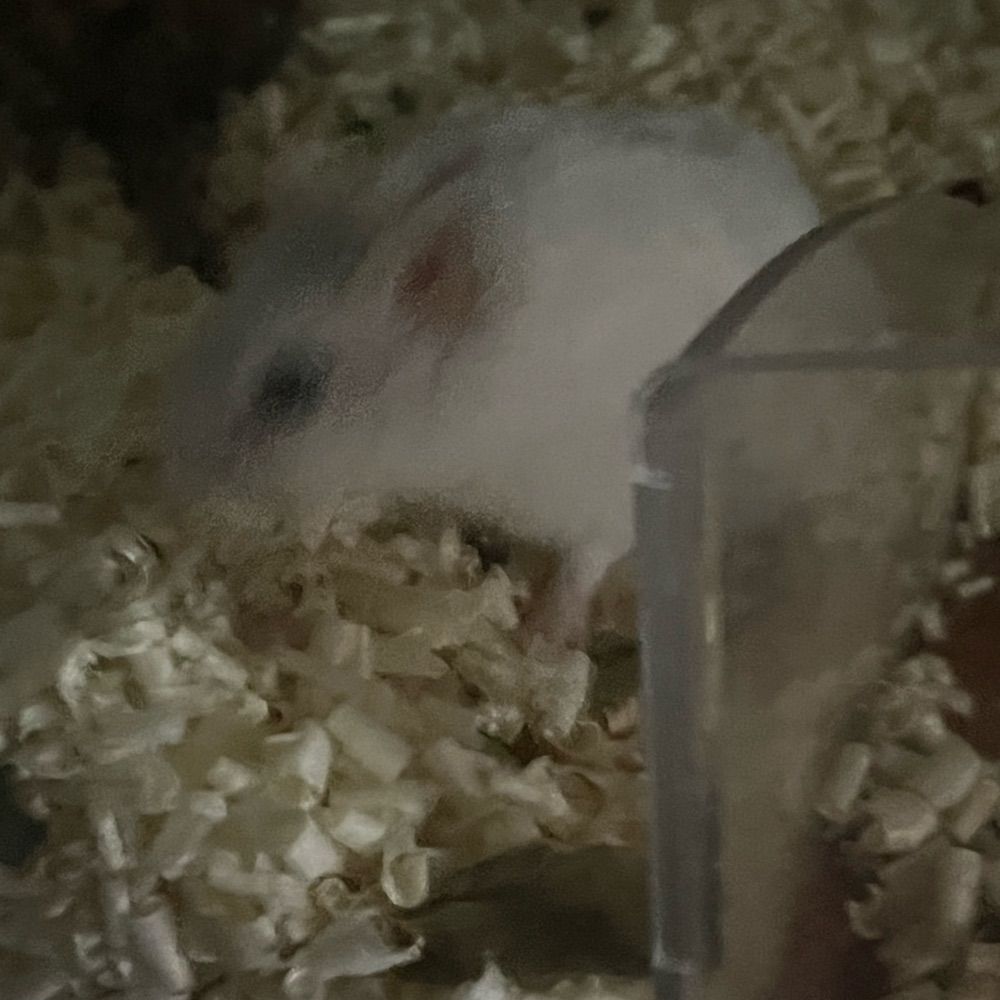 거황햄