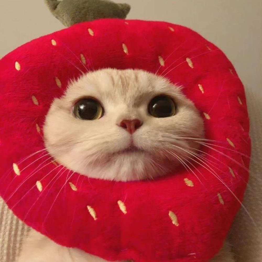 Beca🍓