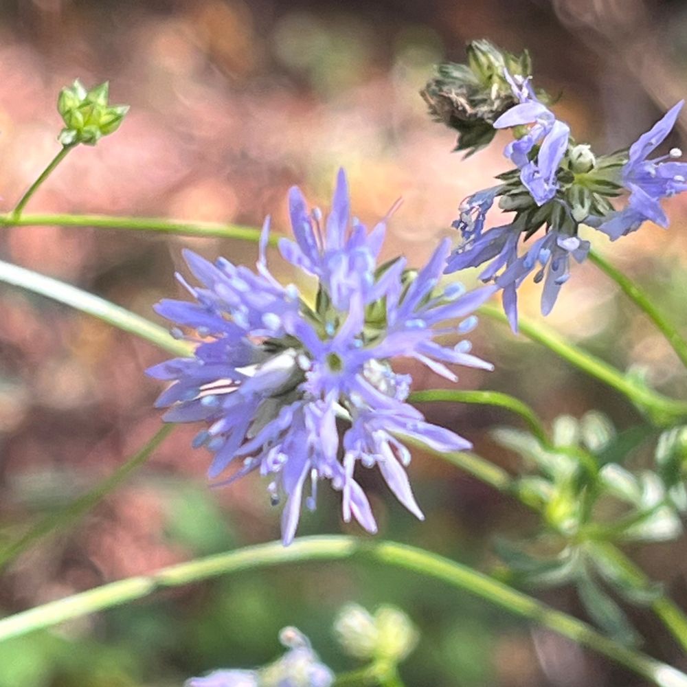 Gilia capitata's avatar