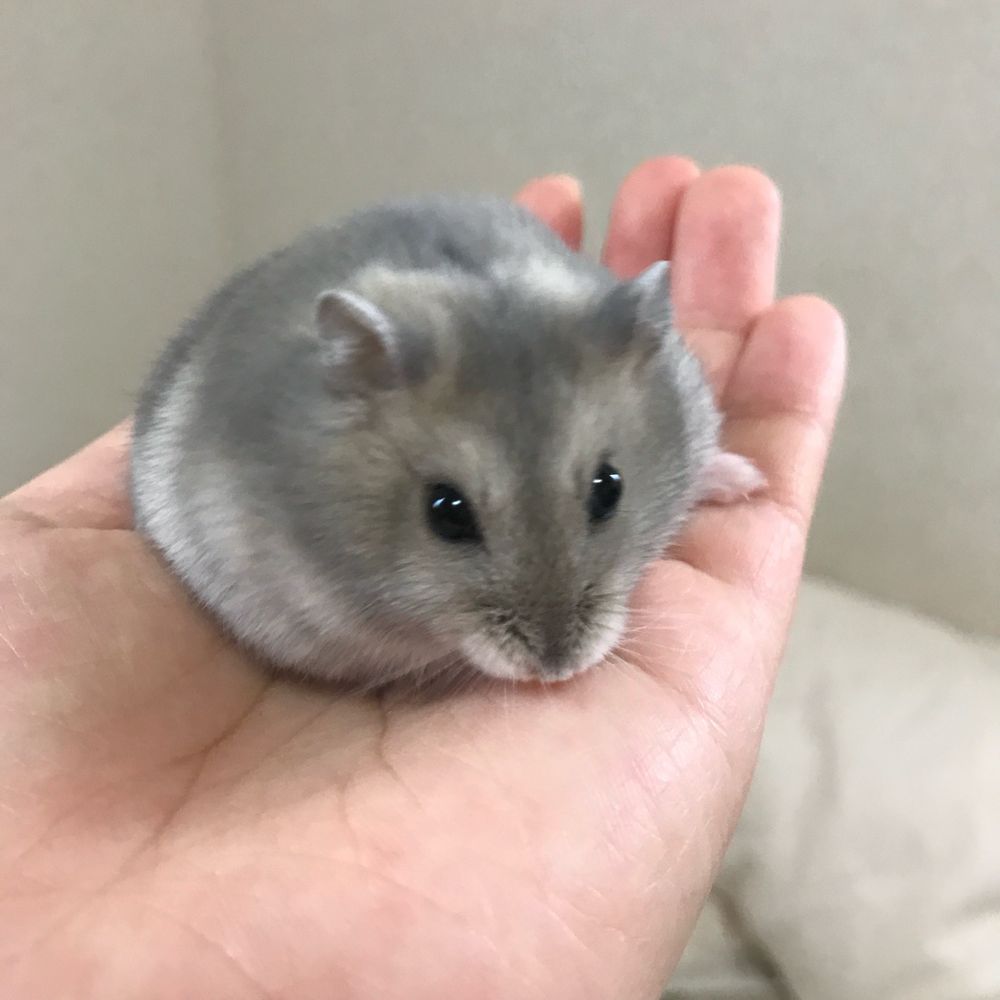 タミ